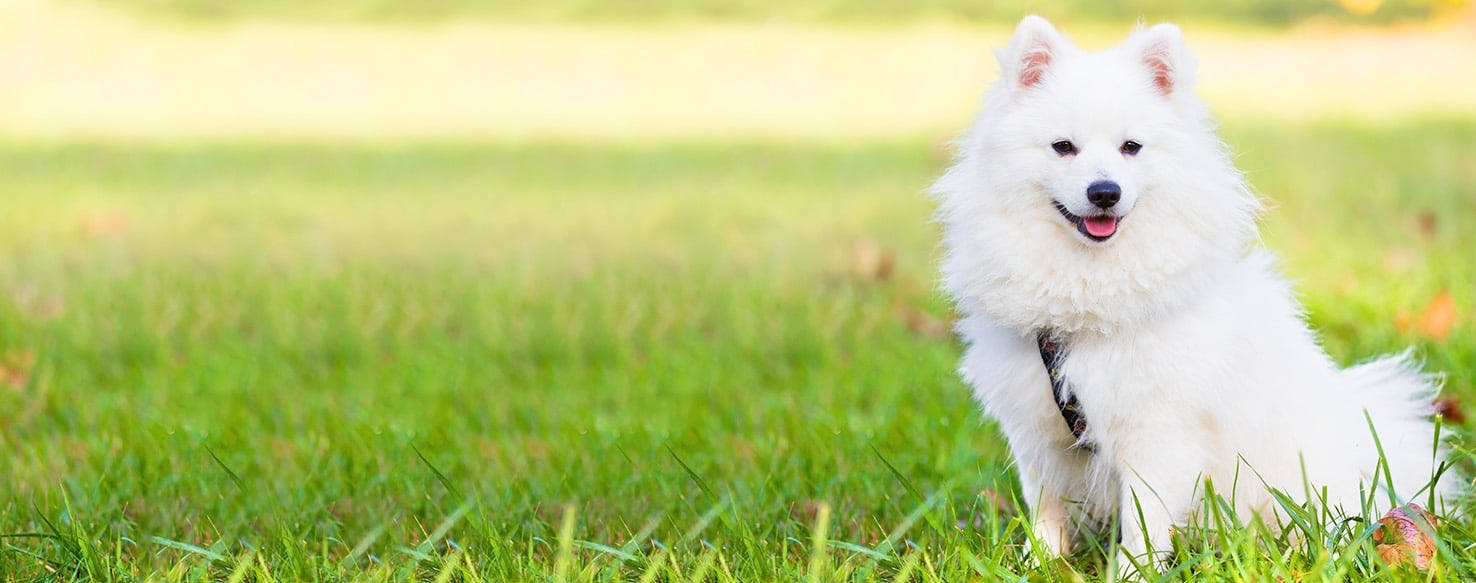 Polish Dog Names Popular Male and Female Names Wag!